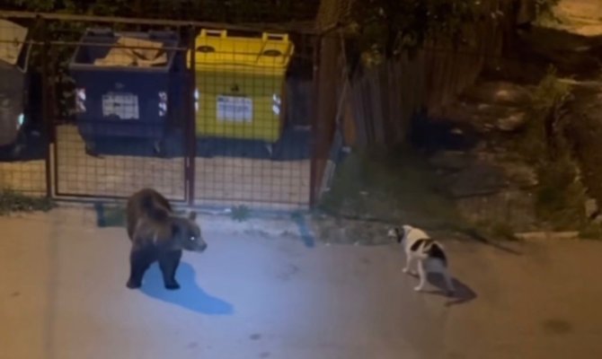 Un câine neînfricat și-a făcut dreptate singur, în „ lupta” cu o ursoaică și puii acesteia. Video 