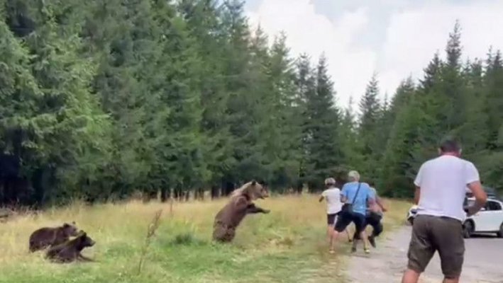 Două persoane atacate de urs într-o localitate din Brașov, în zonă a fost emis un mesaj Ro-Alert
