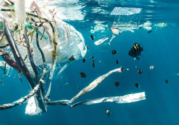 Studiu: Microplasticele pătrund adânc în organismele peștilor, apoi în corpul uman