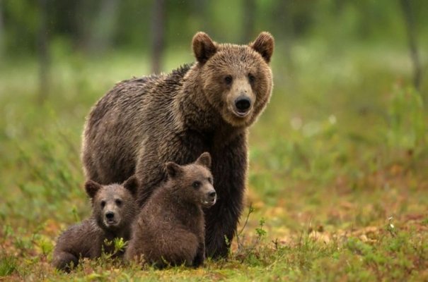 Suedia va ucide 20% din populația de urşi bruni a țării în cadrul vânătorii anuale
