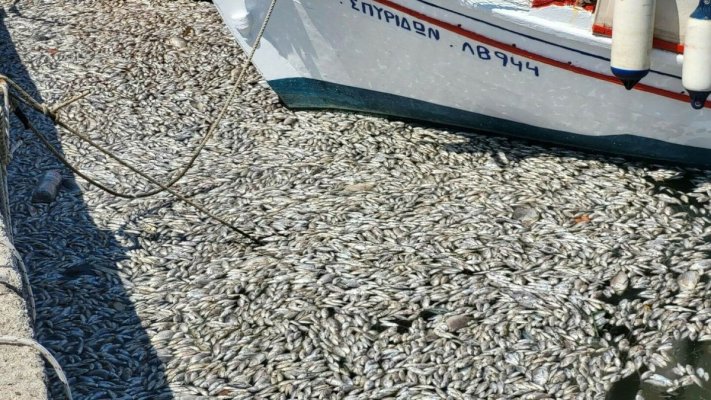 Port turistic din Grecia, invadat de sute de mii de peşti morţi, în urma inundaţiilor. Video