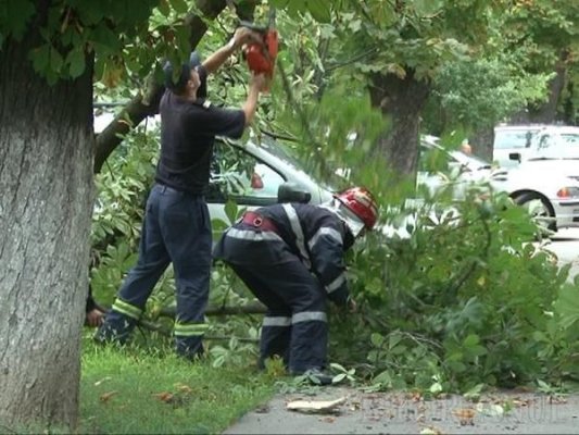Vântul a doborât mai mulți copaci, în Constanța