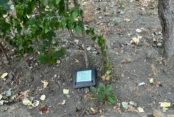 Primăria Constanța continuă acțiunile de deratizare, necesare pentru menținerea sănătății întregului oraș