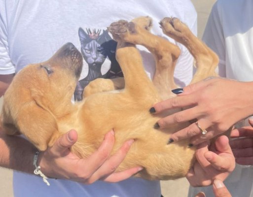 Un nou cățel a fost adoptat de la adăpost!