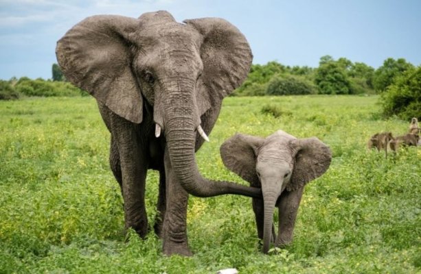 Măcelul elefanților continuă în Africa