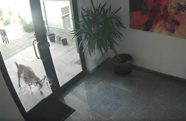 Apartamente de lux din Pipera, vandalizate de o turmă de capre. Video