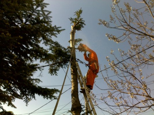 Acțiuni de toaletare a copacilor, anunțate de Primăria Valu lui Traian