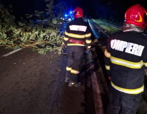 Copac doborât de vânt, pe strada Petru Maior din Mangalia