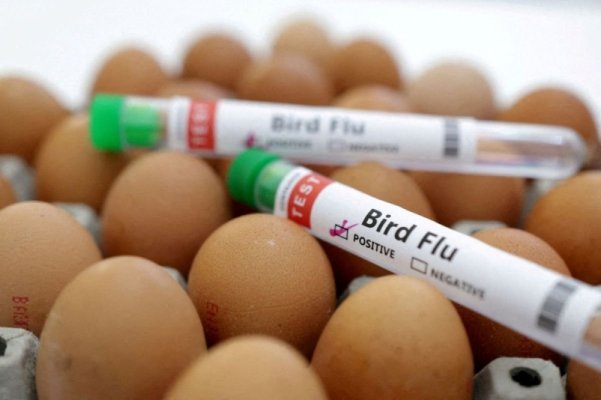 Alarmant! Primul pacient uman cu gripă aviară fără contact cu animalele, depistat în SUA