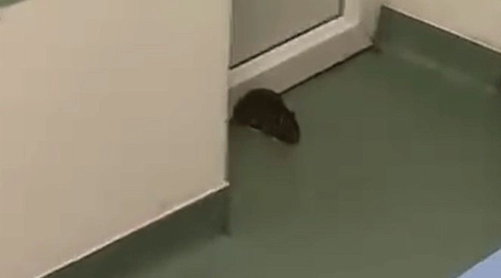 Un șobolan și-a făcut apariția printre pacienți, pe holul unui spital din țară. Video