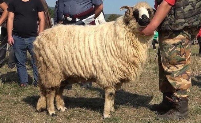Amenzi de 1.200 de lei, pentru comerț ilegal cu animale, la târgul de la General Scărișoreanu