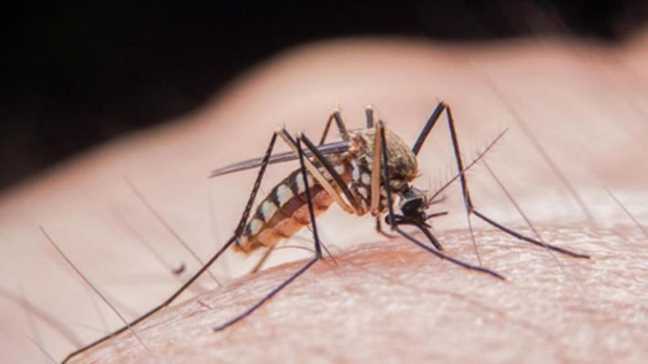 47 de cazuri de infecţie cu virusul West Nile în ultimele trei luni