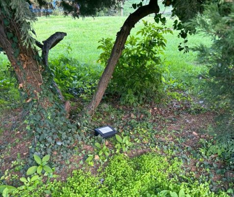 Acțiunile de deratizare, reluate în municipiul Constanța și stațiunea Mamaia