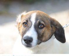 Primăria Constanța continuă campania „Adoptă un cățel! “