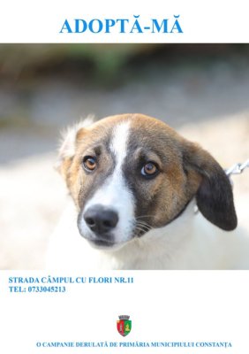 Primăria Constanța continuă campania „Adoptă un cățel! “