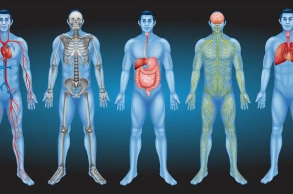 Un nou organ, identificat în corpul uman din întâmplare