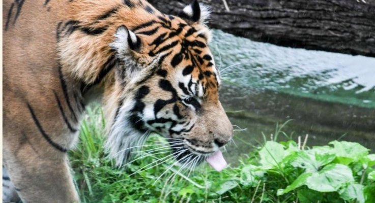 Gripa aviară a ucis zeci de tigri și lei în Vietnam