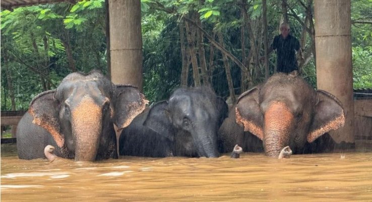 Operațiune specială în Thailanda, în urma inundațiilor: mutarea a peste 100 de elefanți din calea apelor