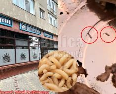 Șoc și groază la Timona Pub & Grill din Mihail Kogălniceanu: produsele de patiserie erau asezonate cu viermi. Video