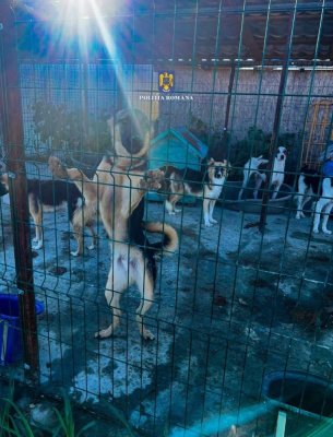 Polițiștii au descins la un bărbat bănuit de uciderea, cu intenție, a animalelor