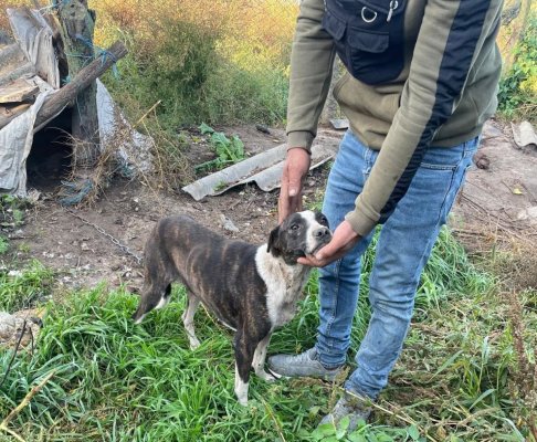 Descinderi la Tulcea: Doi bărbați, cercetați pentru braconaj cinegetic