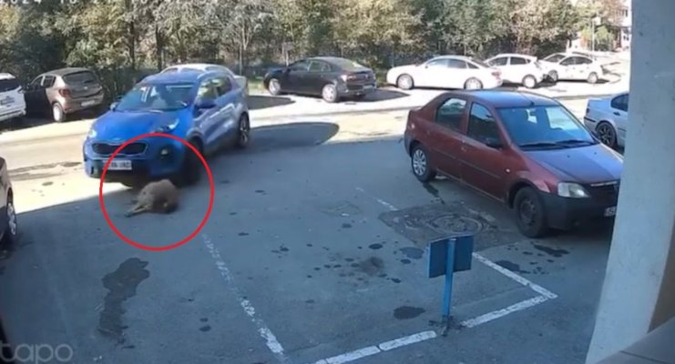 Cruzimea gratuită a unei șoferițe. A trecut cu mașina peste un câine și a fugit. Video 