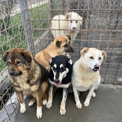 Senatul a adoptat legea care interzice eutanasierea câinilor sănătoși