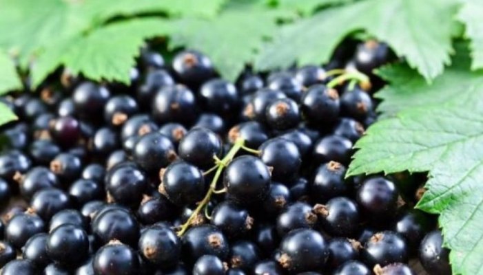 Coacăzele negre sau „aurul negru“ alungă oboseala și revitalizează starea de spirit