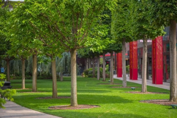 Cum sunt amenajate spațiile verzi IULIUS și cum sunt pregătiți arborii din grădinile urbane spectaculoase 