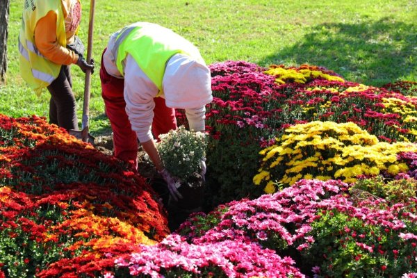 Activități de plantare a crizantemelor și alte lucrări de toamnă în municipiul Constanța