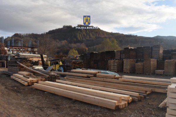 Descinderi într-un dosar de evaziune fiscală: inginerii cu cherestea de rășinoase