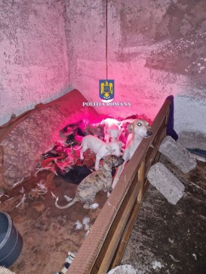 Descinderi la mai multe persoane bănuite de braconaj. Video