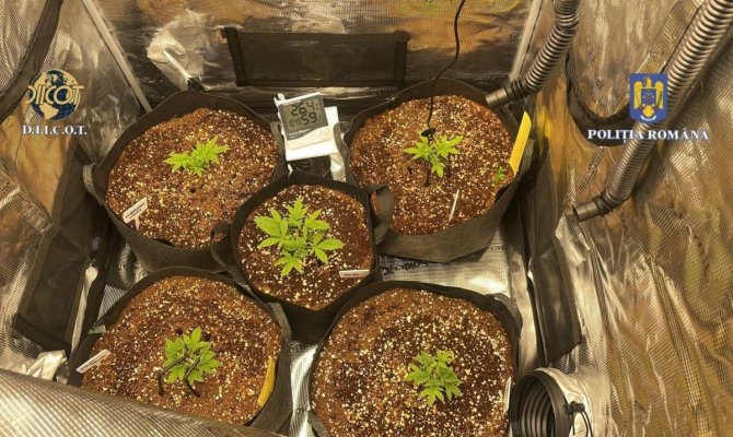 Un traficant de droguri și-a făcut propria cultură de cannabis, la Agigea! Video