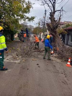 Continuă lucrările de toaletare și corecție a arborilor în municipiul Constanța