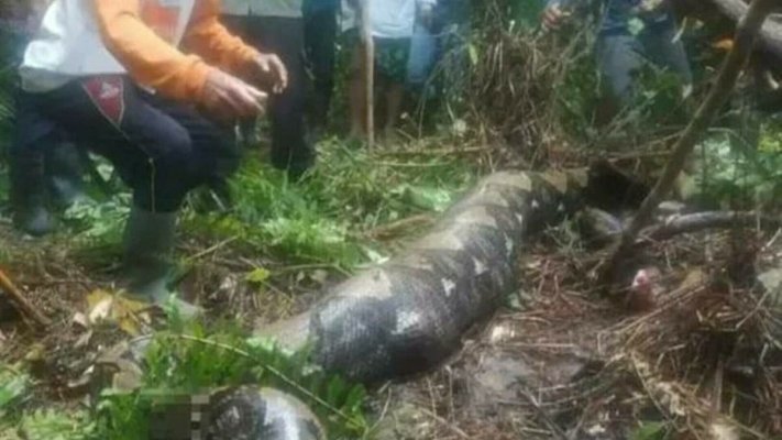 Momentul înfiorător în care un bărbat a fost scos din burta unui piton de 7 metri care l-a înghițit