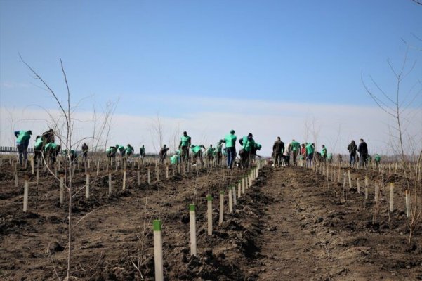 Romsilva va împăduri 1.300 de hectare la Ostrov... după ce zona a fost distrusă de tăieri ilegale