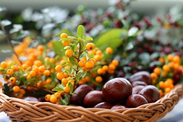 Plante medicinale pentru imunitate trebuie consumate în special toamna