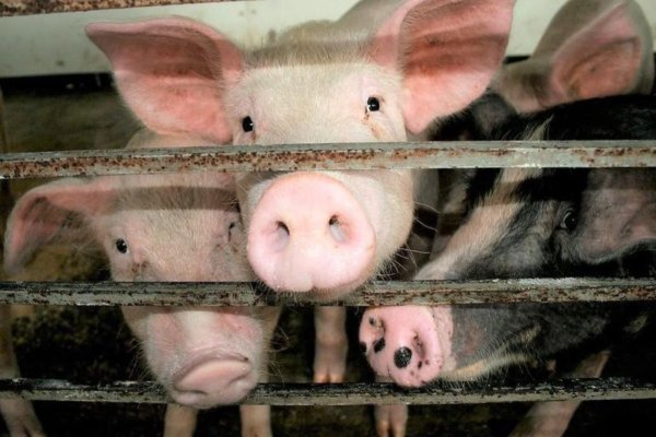 1.200 de porci de la o fermă vor fi sacrificați din cauza pestei porcine africane
