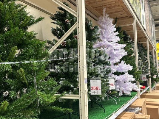 Bradul de Crăciun devine un lux: și cei artificiali au ajuns să coste... cât nu fac! Video