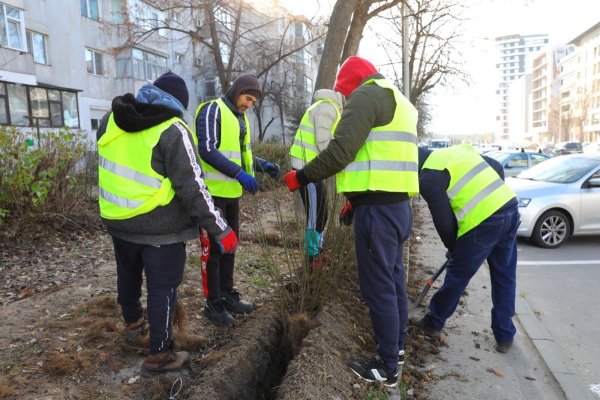 Constanța înverzește: 140.000 de arbuști schimbă peisajul urban pe bulevardul Aurel Vlaicu și Poarta 6