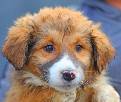 Adăpostul Public de Animale Abandonate din Constanța caută familii iubitoare