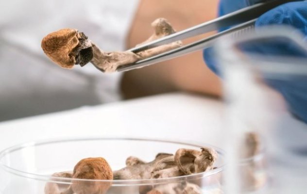 Creştere masivă a consumului de ciuperci magice. Specialiștii trag un semnal de alarmă privind riscurile ascunse