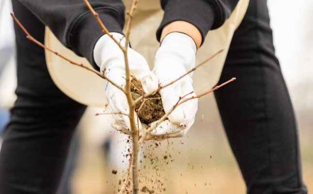 Constănțenii, invitați pe 7 decembrie, la o nouă acțiune de plantare a pădurii urbane
