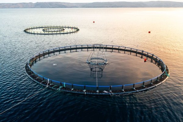 Cine sunt câștigătorii licitațiilor pentru amenajarea de ferme marine în Marea Neagră!
