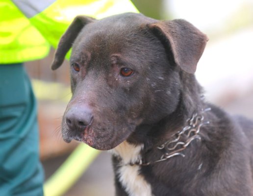 Primăria Constanța susține adopția animalelor. Rock, un metis Amstaff, își caută o familie iubitoare