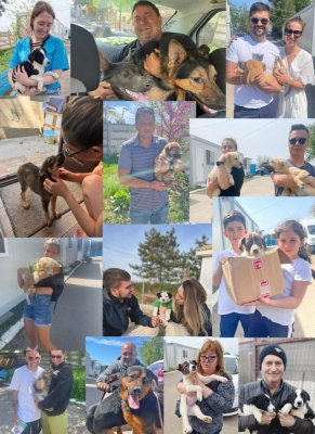 239 de câini adoptați în 2024! Mai multe adopții, mai multe familii împlinite