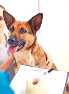 Actele necesare pentru adopția sau revendicarea câinilor din adăpostul public de animale abandonate constanța