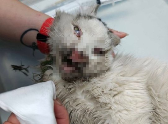 IPJ Constanța s-a autosesizat în cazul pisicii rănite. O petardă i-a fost aprinsă în gură. Video