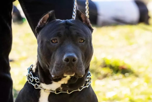 Cu cât a fost amendată o femeie, după ce şi-a plimbat câinii Amstaff fără lesă şi botniţă