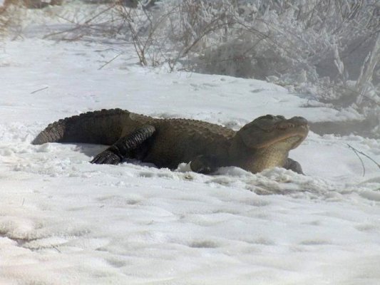  Furtună istorică în SUA! Imagini incredibile cu zăpada din Florida: 4 morți, școli închise, aeroporturi blocate. Video
